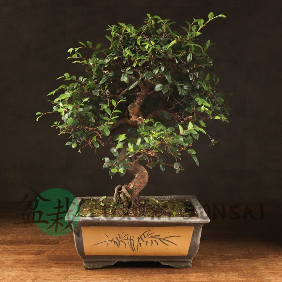 Бонсай Вяз 57см фото 1 &mdash; Luxurybonsai.ru