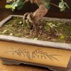 Бонсай Вяз 57см фото 4 &mdash; Luxurybonsai.ru