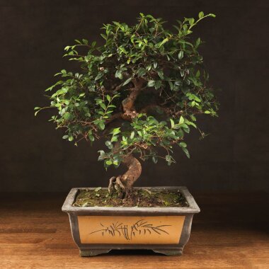 Бонсай вяз 57см &mdash; Luxurybonsai.ru