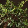 Бонсай вяз 57см фото 2 &mdash; Luxurybonsai.ru