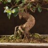 Бонсай вяз 57см фото 3 &mdash; Luxurybonsai.ru