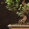 Бонсай вяз 57см фото 5 &mdash; Luxurybonsai.ru