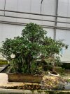 Бонсай фикус Seijaku no Eda 105/60 см фото 1 &mdash; Luxurybonsai.ru