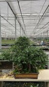 Бонсай фикус Seijaku no Eda 105/60 см фото 2 &mdash; Luxurybonsai.ru