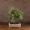 Бонсай Пираканта 40 см фото 1 &mdash; Luxurybonsai.ru