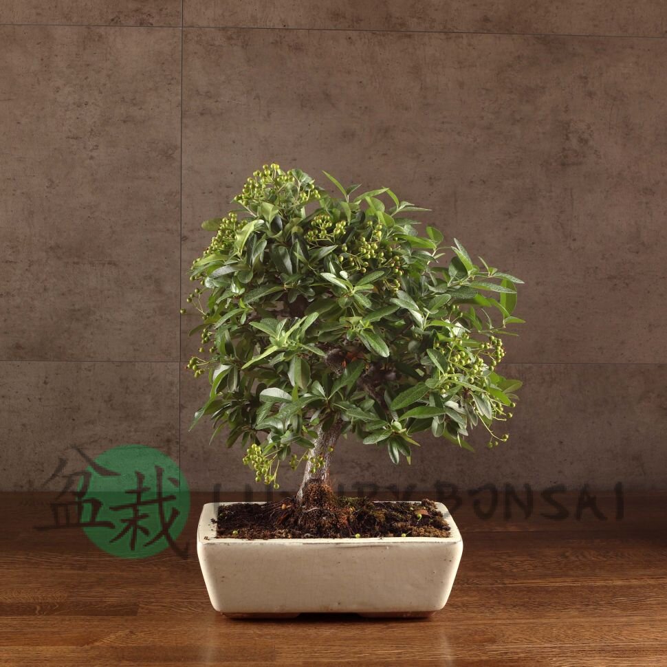 Бонсай Пираканта 40 см фото 1 &mdash; Luxurybonsai.ru