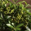 Бонсай Пираканта 40 см фото 2 &mdash; Luxurybonsai.ru