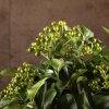 Бонсай Пираканта 40 см фото 3 &mdash; Luxurybonsai.ru
