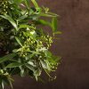 Бонсай Пираканта 40 см фото 4 &mdash; Luxurybonsai.ru