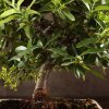 Бонсай Пираканта 40 см фото 5 &mdash; Luxurybonsai.ru