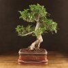 Бонсай Фикус 70см фото 1 &mdash; Luxurybonsai.ru