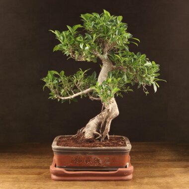 Бонсай Фикус 70см &mdash; Luxurybonsai.ru