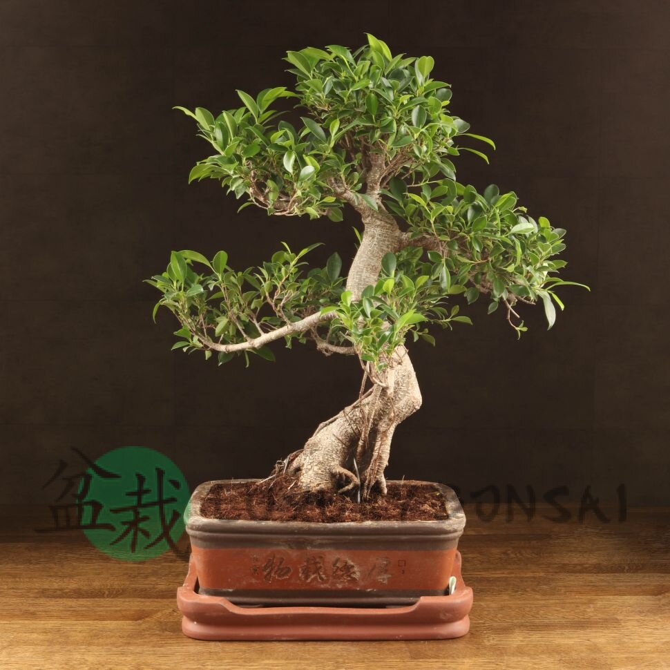 Бонсай Фикус 70см фото 1 &mdash; Luxurybonsai.ru