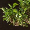 Бонсай Фикус 70см фото 2 &mdash; Luxurybonsai.ru