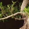 Бонсай Фикус 70см фото 3 &mdash; Luxurybonsai.ru