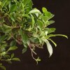 Бонсай Фикус 70см фото 4 &mdash; Luxurybonsai.ru