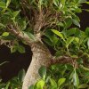 Бонсай Фикус 70см фото 5 &mdash; Luxurybonsai.ru
