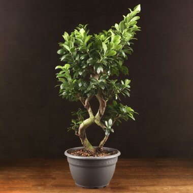 Бонсай Фикус Восьмерка 80см &mdash; Luxurybonsai.ru