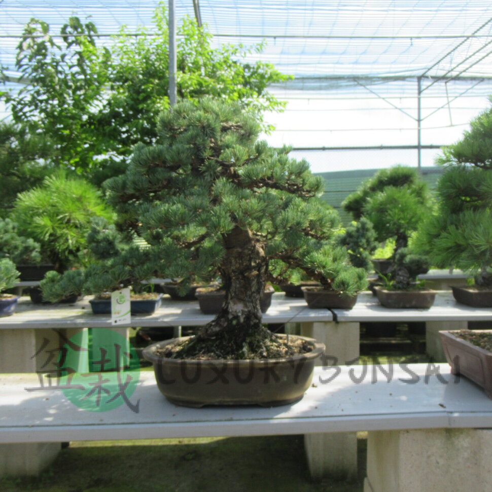 Бонсай сосна Ginga no Ha 65 см фото 1 &mdash; Luxurybonsai.ru