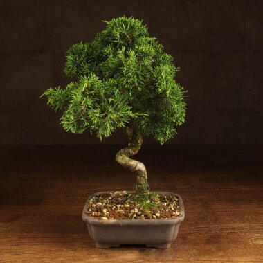 Бонсай Можжевельник 35 см в прямоугольной плошке &mdash; Luxurybonsai.ru