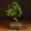 Бонсай Можжевельник 35 см в прямоугольной плошке фото 1 &mdash; Luxurybonsai.ru