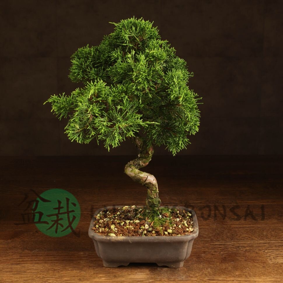 Бонсай Можжевельник 35 см в прямоугольной плошке фото 1 &mdash; Luxurybonsai.ru