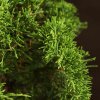 Бонсай Можжевельник 35 см в прямоугольной плошке фото 2 &mdash; Luxurybonsai.ru