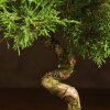 Бонсай Можжевельник 35 см в прямоугольной плошке фото 3 &mdash; Luxurybonsai.ru
