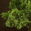 Бонсай Можжевельник 35 см в прямоугольной плошке фото 4 &mdash; Luxurybonsai.ru