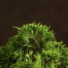 Бонсай Можжевельник 35 см в прямоугольной плошке фото 5 &mdash; Luxurybonsai.ru
