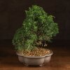 Бонсай Можжевельник китайский 35 см фото 1 &mdash; Luxurybonsai.ru