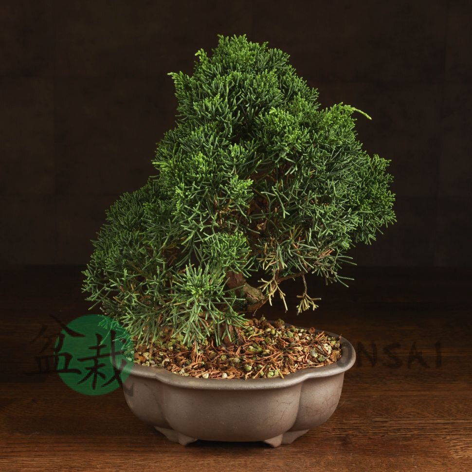 Бонсай Можжевельник китайский 35 см фото 1 &mdash; Luxurybonsai.ru