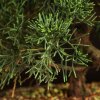 Бонсай Можжевельник китайский 35 см фото 2 &mdash; Luxurybonsai.ru