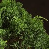 Бонсай Можжевельник китайский 35 см фото 4 &mdash; Luxurybonsai.ru