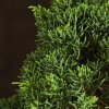 Бонсай Можжевельник китайский 35 см фото 5 &mdash; Luxurybonsai.ru