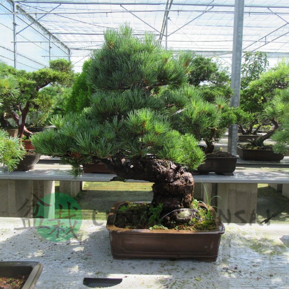 Бонсай сосна Aozora no Ne 68 см фото 1 &mdash; Luxurybonsai.ru