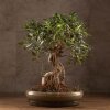 Бонсай Фикус овал 60 см фото 1 &mdash; Luxurybonsai.ru