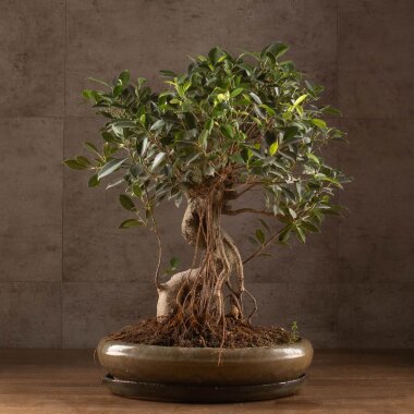 Бонсай Фикус овал 60 см &mdash; Luxurybonsai.ru