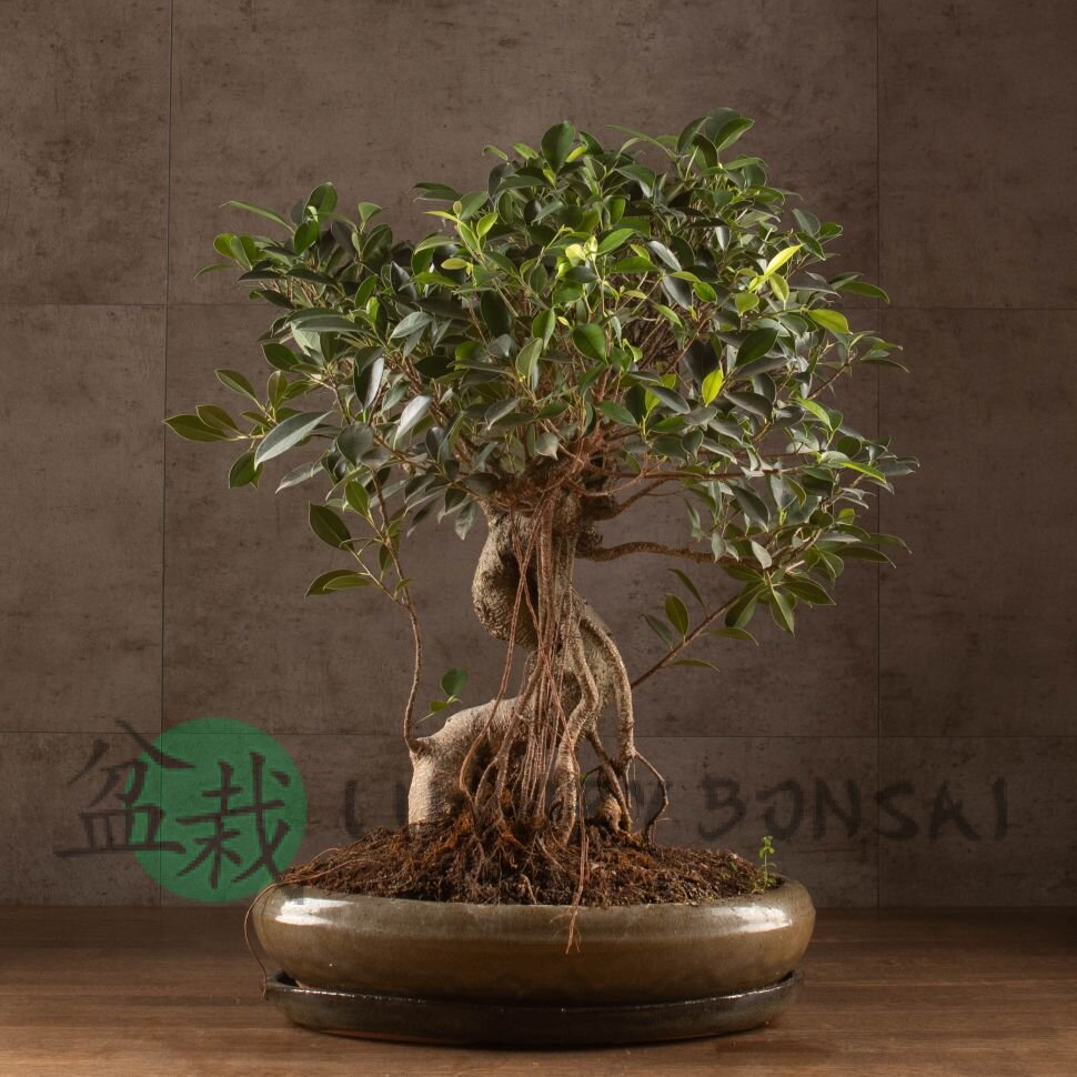 Бонсай Фикус овал 60 см фото 1 &mdash; Luxurybonsai.ru