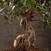 Бонсай Фикус овал 60 см фото 2 &mdash; Luxurybonsai.ru