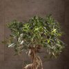 Бонсай Фикус овал 60 см фото 3 &mdash; Luxurybonsai.ru