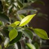 Бонсай Фикус овал 60 см фото 4 &mdash; Luxurybonsai.ru