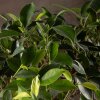 Бонсай Фикус овал 60 см фото 5 &mdash; Luxurybonsai.ru