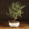 Бонсай Лептоспермум 35см фото 1 &mdash; Luxurybonsai.ru