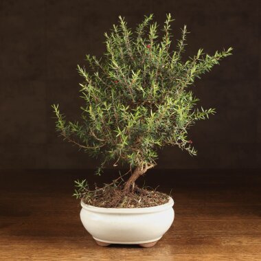 Бонсай Лептоспермум 35см &mdash; Luxurybonsai.ru