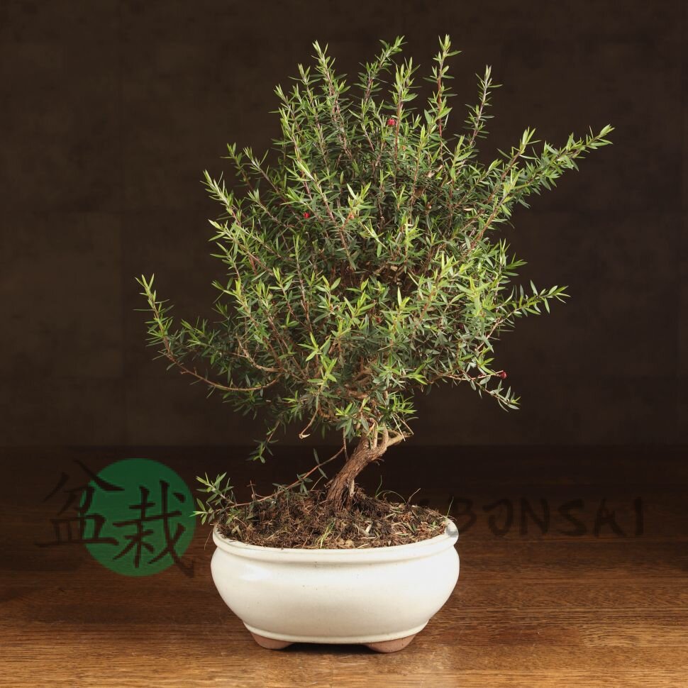 Бонсай Лептоспермум 35см фото 1 &mdash; Luxurybonsai.ru
