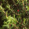 Бонсай Лептоспермум 35см фото 2 &mdash; Luxurybonsai.ru