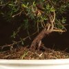 Бонсай Лептоспермум 35см фото 3 &mdash; Luxurybonsai.ru
