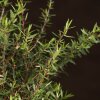 Бонсай Лептоспермум 35см фото 4 &mdash; Luxurybonsai.ru