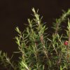 Бонсай Лептоспермум 35см фото 5 &mdash; Luxurybonsai.ru